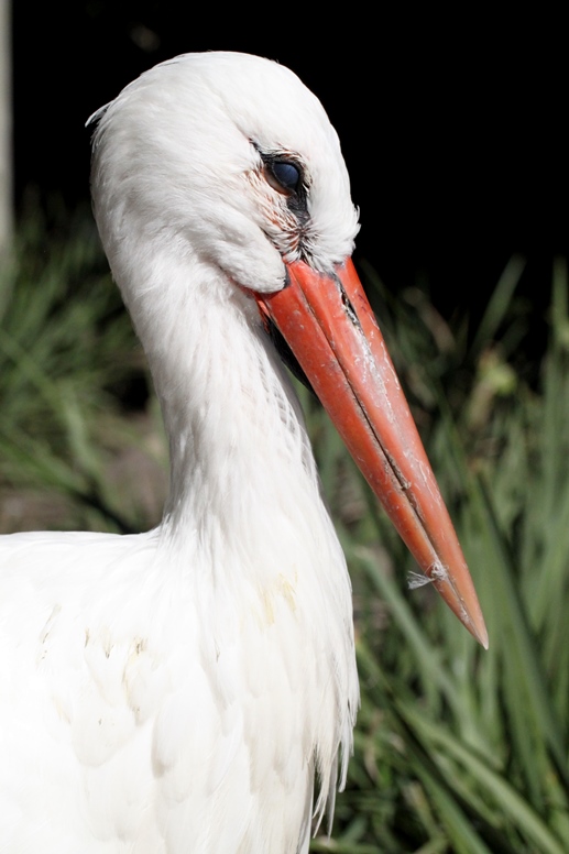 Stork